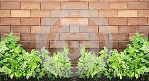 Brown brick wall foully and green leaf.