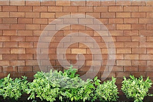 Brown brick wall foully and green leaf.