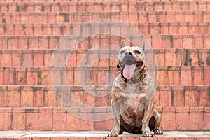 Brown brindle pitbull sitting on stairs. smiling pitbull sticking out his tongue. Harmless dog. Muscular dog.