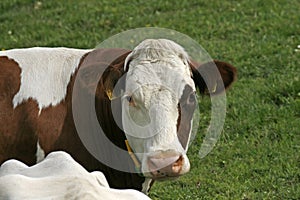 Brown brindled cow from Germany