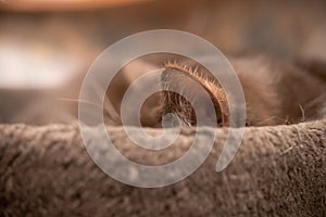 Brown British cat with white paws lying in his house