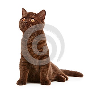 Brown british short hair kitten