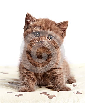 Brown british short hair kitten