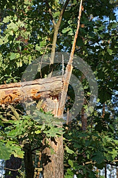 brown broken pine tree in the forest among green vegetation