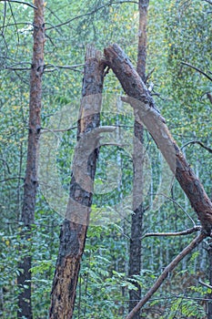brown broken pine tree in the forest among green vegetation
