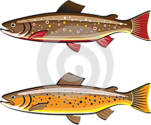 Brown and brook trout