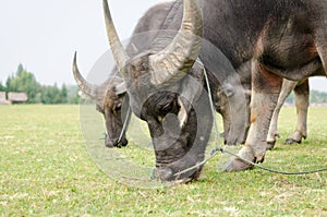 Brown buffalo eat green grass.