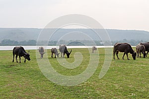 Brown buffalo eat green grass.