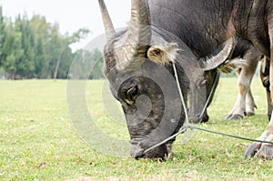 Brown buffalo eat green grass.