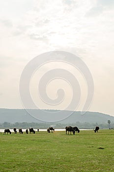 Brown buffalo eat green grass.