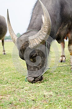 Brown buffalo eat green grass.