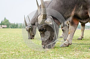 Brown buffalo eat green grass.