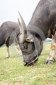 Brown buffalo eat green grass.