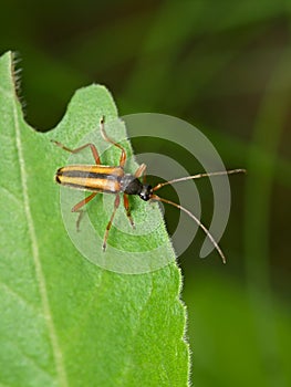 Brown bug on a green leaf