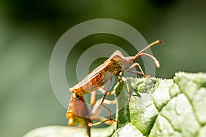 Brown bug close-up on a leaf