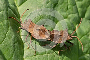 Brown bug close-up on a leaf