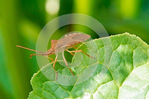 Brown bug close-up on a leaf