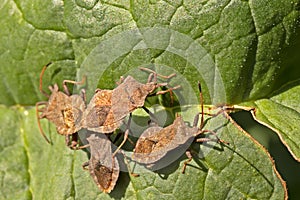 Brown bug close-up on a leaf