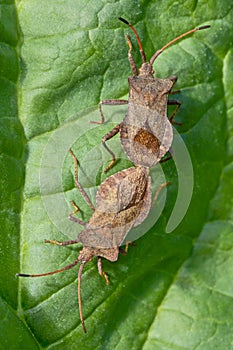Brown bug close-up on a leaf