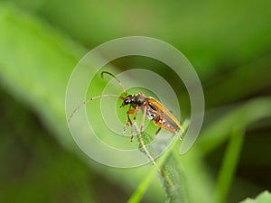 Brown bug on a green leaf