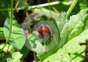 Brown bug on green leaf , Lithuania