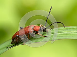 Brown bug on green sheet