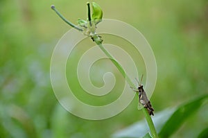 The brown bug insect hold on cow pea vine in the garden