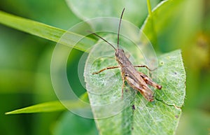 A brown bug is on a leaf