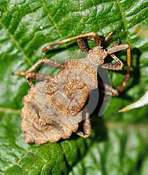 A brown bug is on a leaf