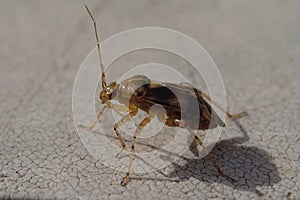 Brown bug with long antennas