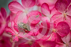 Brown bug on pink flowers