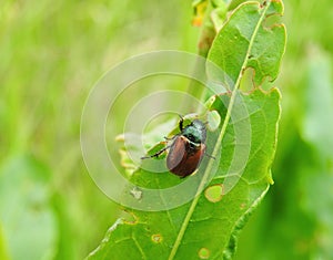 Brown bug on plant , Lithuania