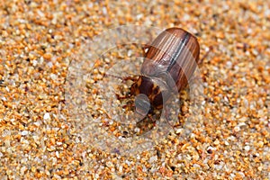 Brown bug on sand