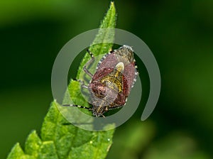 A brown bug sits on a green plant leaf. Garden insect pest.