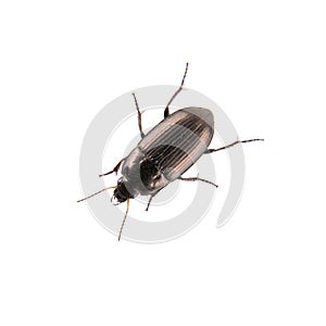 Brown bug on a white background