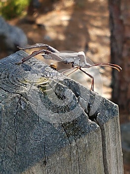 Brown bug on wooden stuff