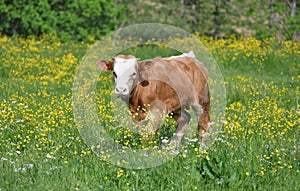 A brown bull calf in a flowery meadow near the tatra mountains