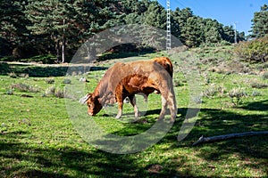 A brown bull eating in a meadow