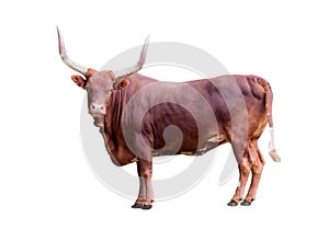 Brown bull isolated on whit photo