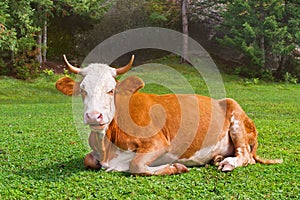 Brown bull lays on the meadow