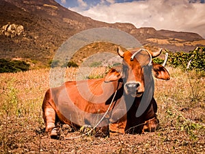 Brown bull resting in the meadow. Beef cattle in a sunset landscape photo