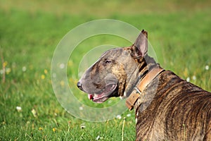 A brown bull terrier dog that is lying in the grass in the sun