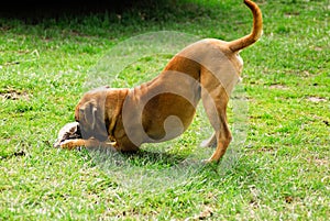 Brown bullador Playing with his hat Buddy catching his hat on the ground