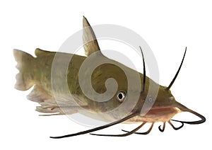 Brown bullhead - Isolated