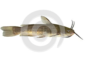 Brown Bullhead - isolated (Ictalurus nebulosus)