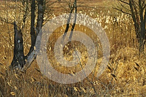 Brown bulrush and the tree boughs with the polypore at the sunset