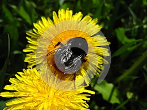 Brown bumblebee on dandelion closeup