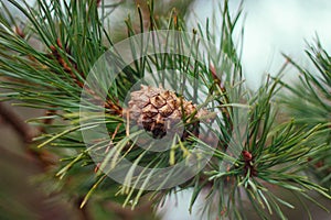 Brown bump on the pine