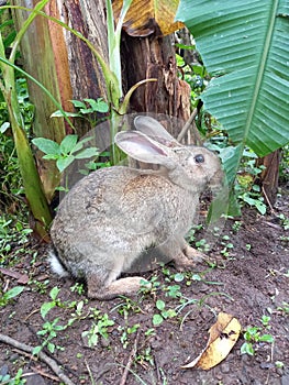 brown bunny eating banana leaf