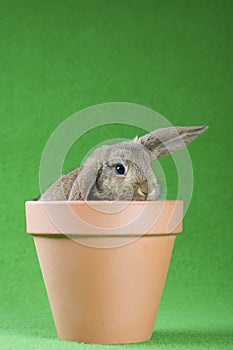 Brown bunny in the flower pot, isolated